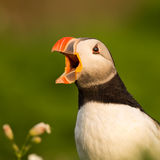 Screaming Puffin
