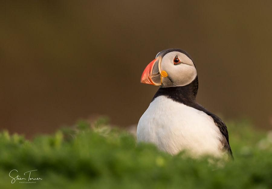 Puffin in the soft evening sun