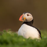 Puffin in the soft evening sun