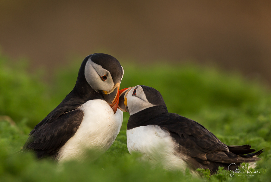 Puffins in love