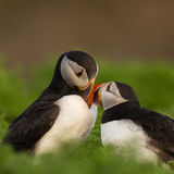 Puffins in love