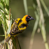 Black-headed weaver