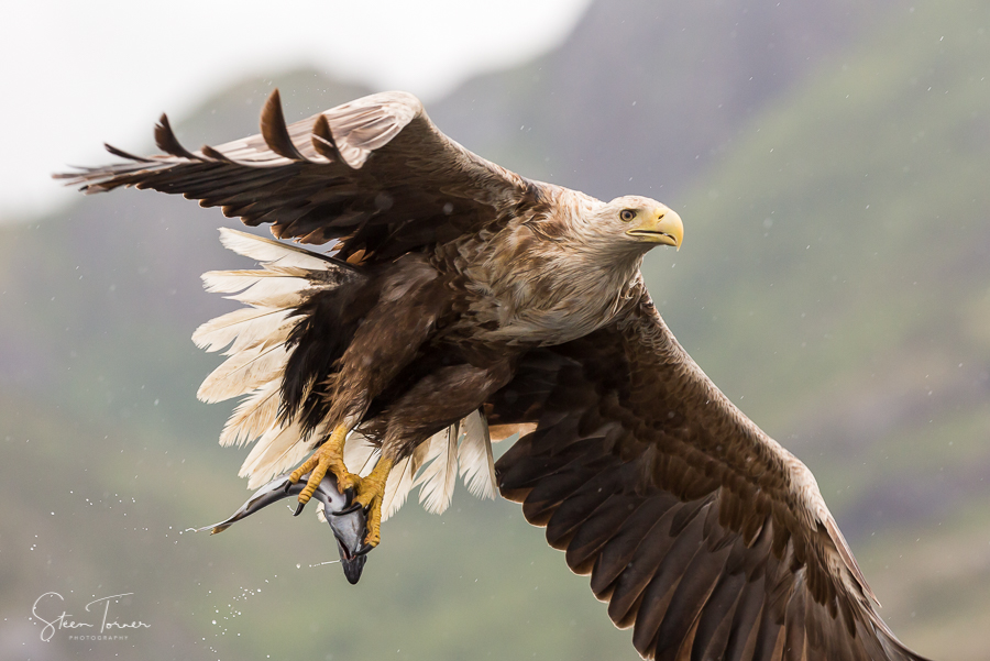 White-tailed eagle with a fish