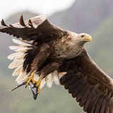 White-tailed eagle with a fish
