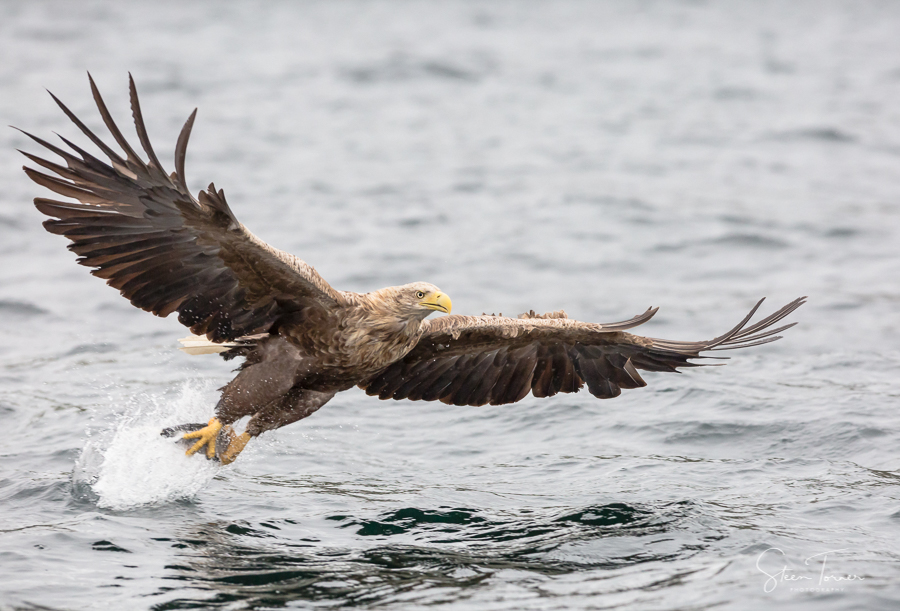 White-tailed eagle catching fish