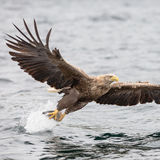 White-tailed eagle catching fish
