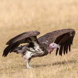 Lappet-faced vulture