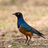 Superb starling