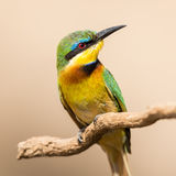 Little bee-eater