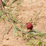 Red-billed firefinch