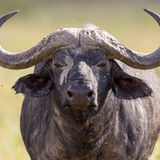 Buffalo