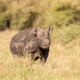 Black rhino