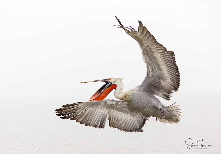 Happy Pelican