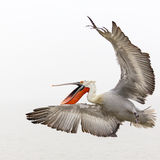Happy Pelican