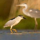 Night heron