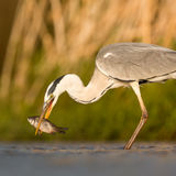 Grey heron with fish