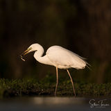 Great white egret in sunset