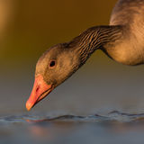 Greylag goose