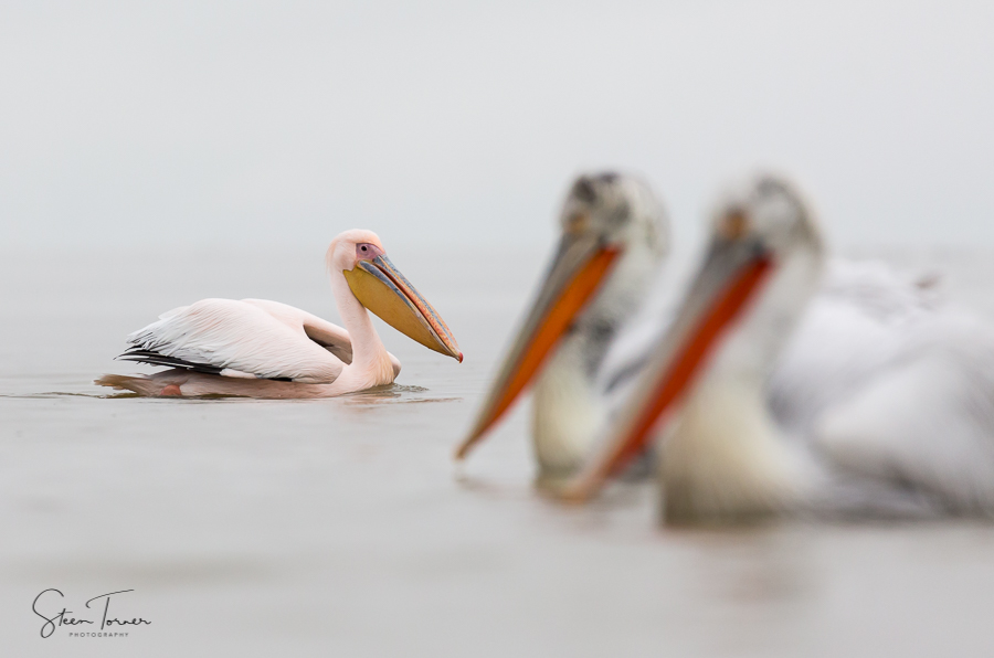 White Pelican