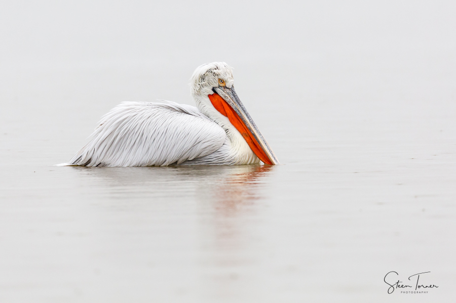 Dalmatian Pelican in the rain
