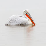 Dalmatian Pelican in the rain