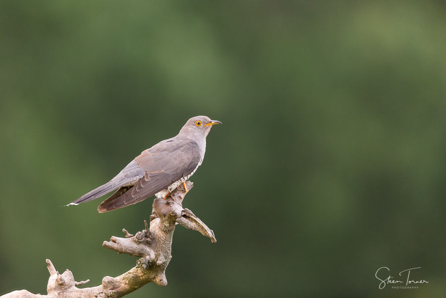 Cuckoo on a branch