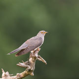 Cuckoo on a branch