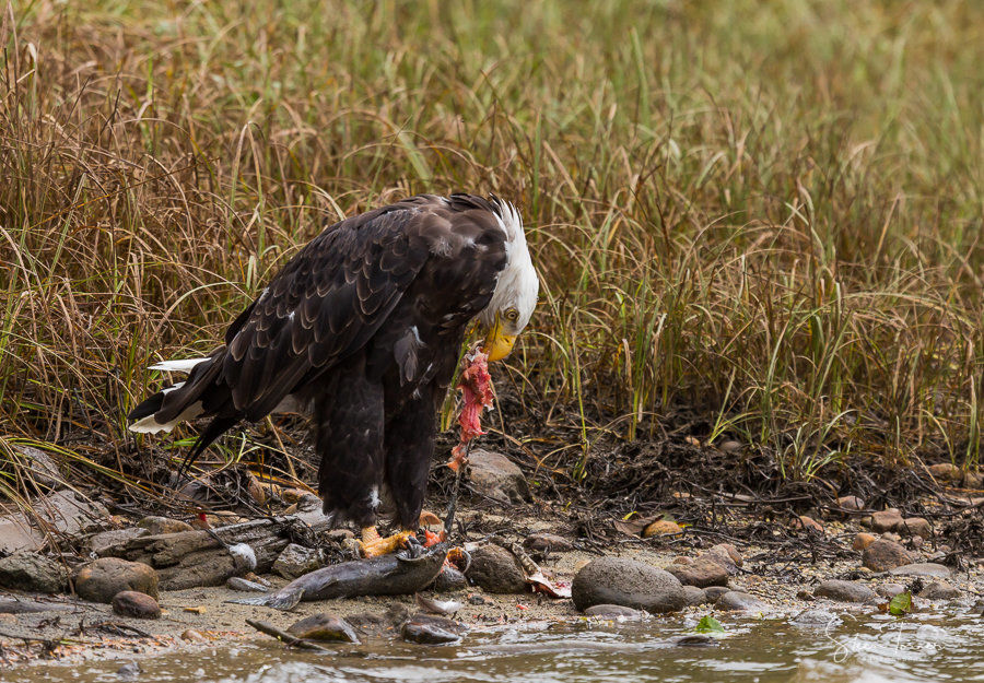 Bald eagle with salmon