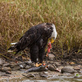 Bald eagle with salmon