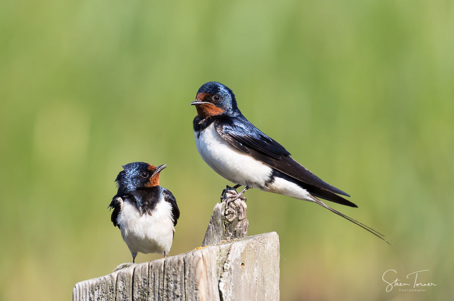 Barn swallows