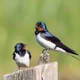 Barn swallows
