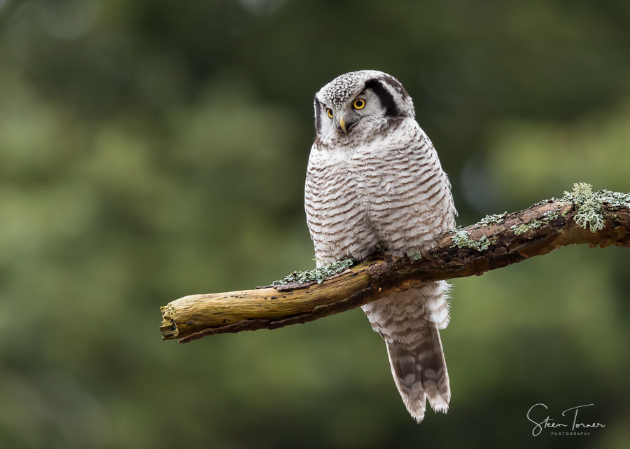 Hawk owl