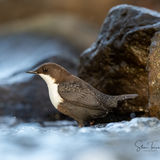 White-throated dipper