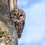Tawny Owl