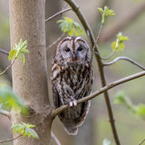 Tawny owl in the Spring