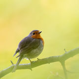 Robin