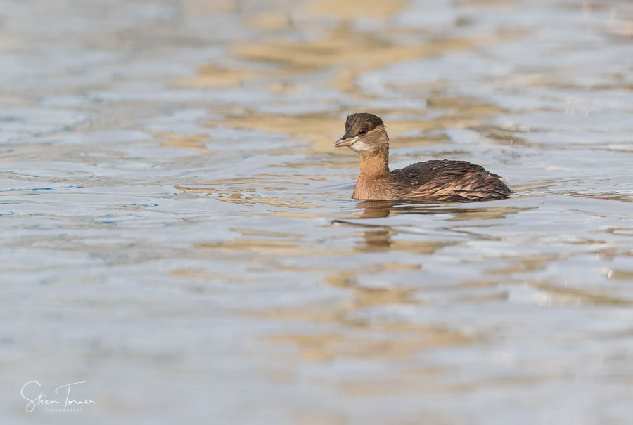 Little grebe