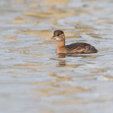 Little grebe
