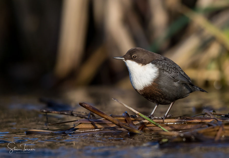 White-throated dipper