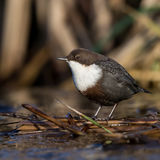White-throated dipper