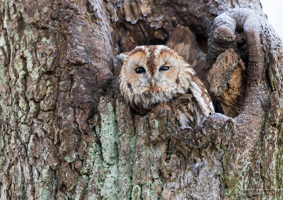 Tawny Owl
