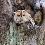 Tawny Owl