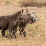 Hyena cubs