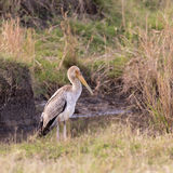 Yellow-billed stork