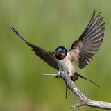 Barn swallow