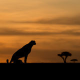 Cheetah in silhouette