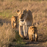 Lioness and cubs