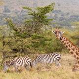 Giraffe on a mission