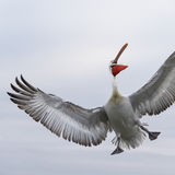 Happy Pelican