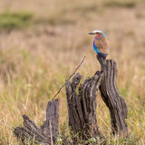 Lilac-breasted roller